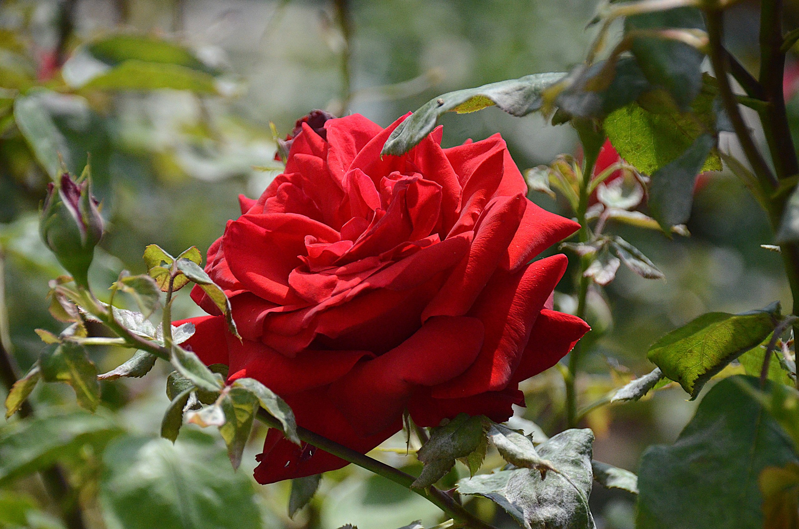 Aleksandr Voznii - 3  2025  19:09