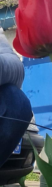 �������, 42 ����, �������