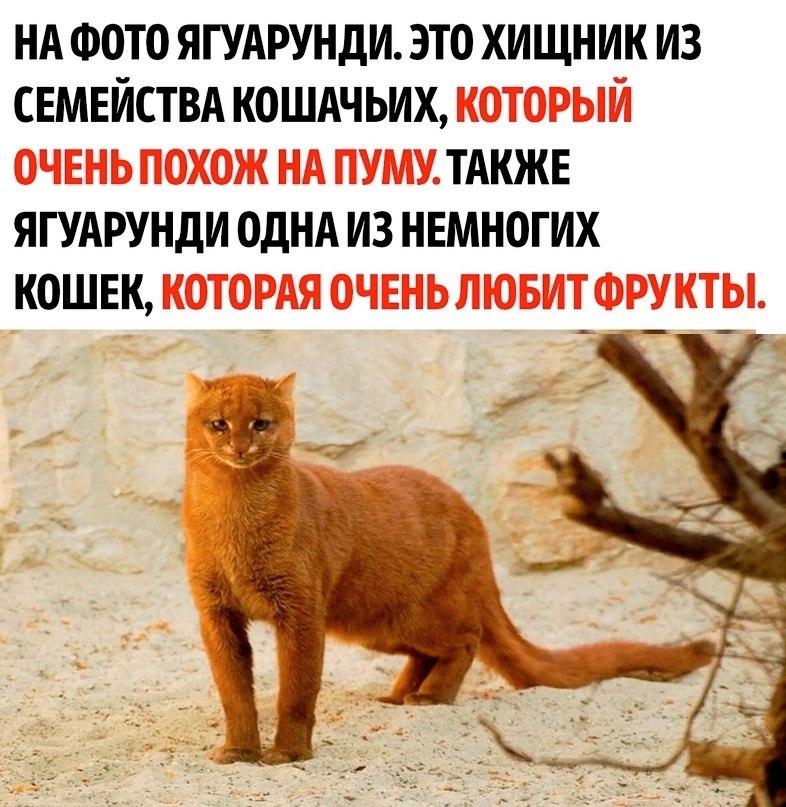 ����� ������� ���������� ��������� �� ������ �������������� ������� - ��������� ��������, ��� � ��� ...