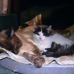 ���������, ������, 47 ���