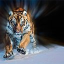 ���� ����, �����������, 37 ��� - ��������� 8 ������� 2026 � ������ ���� ����������