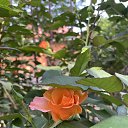 ���� ��������, ������� - ��������� 26 ������ 2026 � ������ �.�