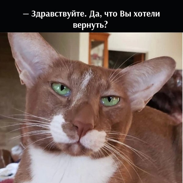 Без кота и жизнь не та - 29 марта 2025 в 18:30 - 2