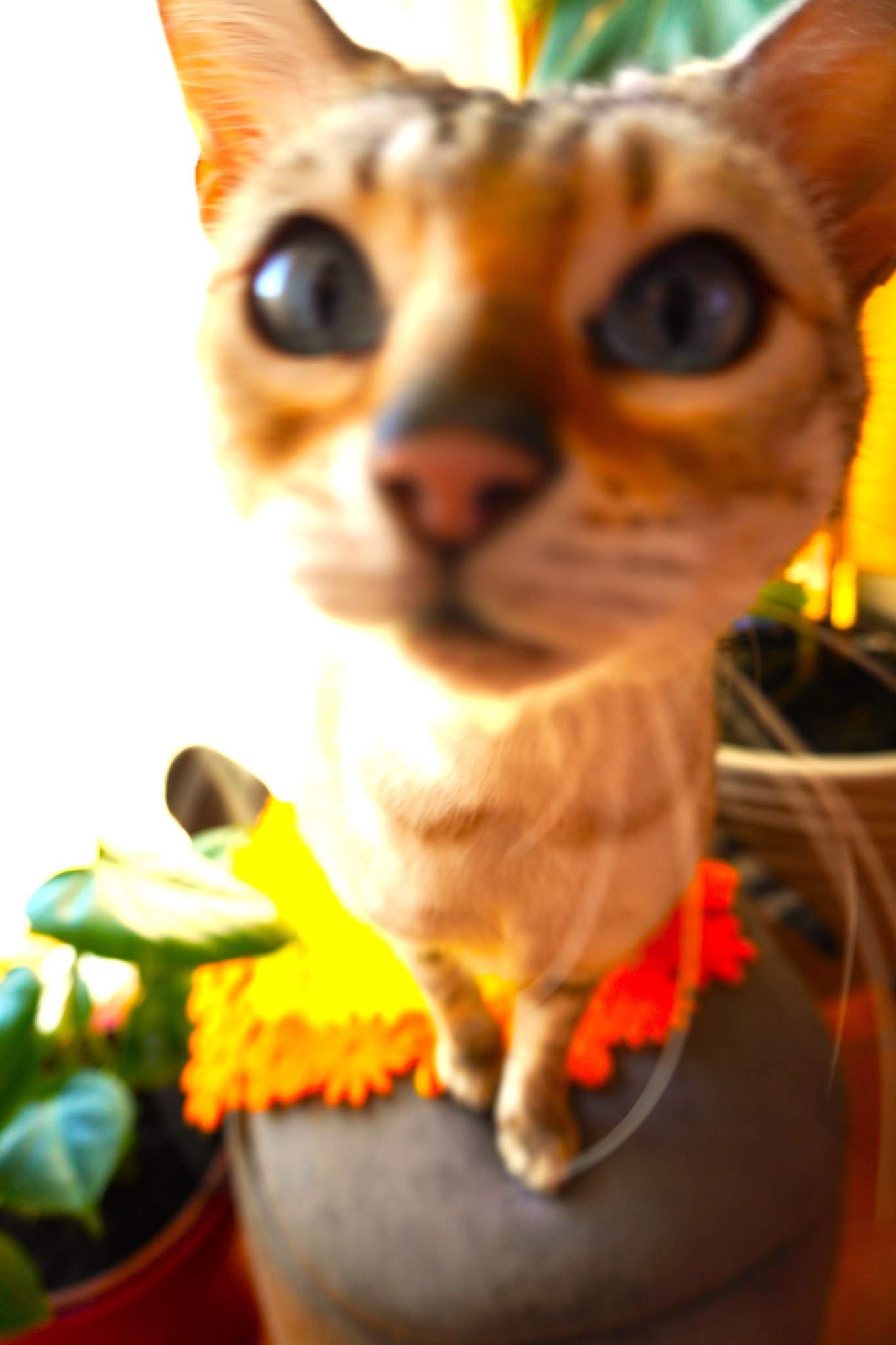 Uegenia Seidel - 6  2025  19:32