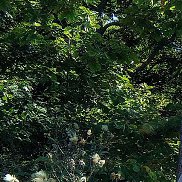 �������, 47 ���, �����������