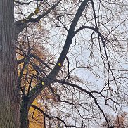 �����, 48 ���, �����-���������