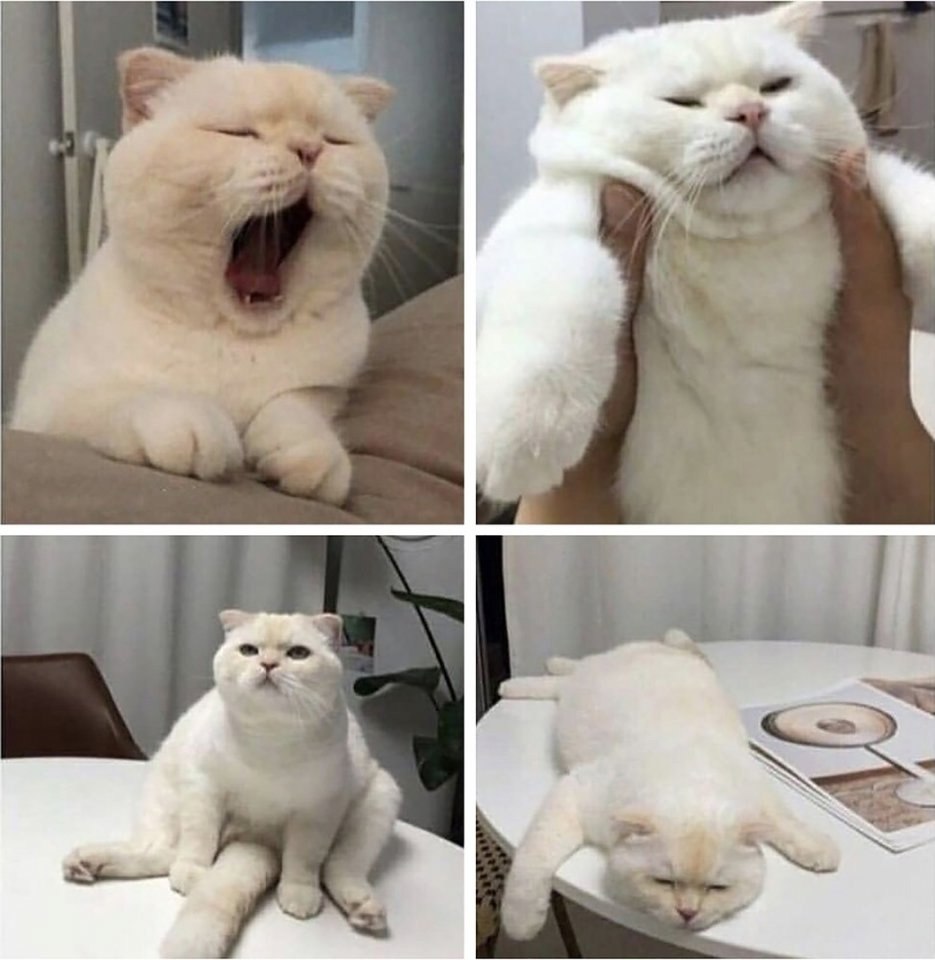 ЭТО ОГРАБЛЕНИЕ!!!! Шутки о котах, Мемы, Смешные детские мемы