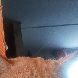 �������, ������, 43 ����