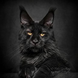 ���� ��������, �������, 33 ���� - ��������� 13 ������� 2025