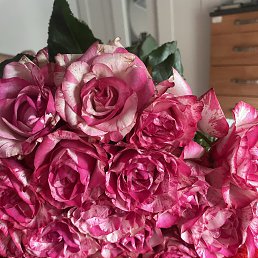 ���� ������, �������, 51 ��� - ��������� 31 ������� 2026