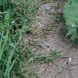 �������, �����������, 45 ���