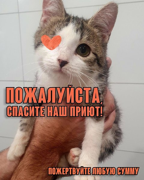 Мы в отчаянии. Помогите нам! Брошенные хвостики, спасенные с жестоких холодных улиц — это подопечные ...