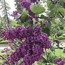  Alla,  , 55  -  23  2025    ,  2025