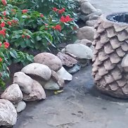 , 61 , 