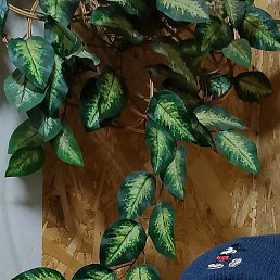 �������, ������ ��������, 44 ����