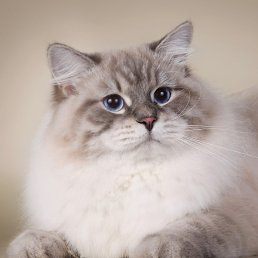 ������, �������, 46 ���