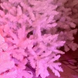 �������, �����, 63 ����