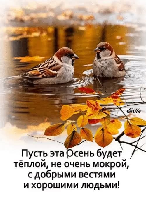 И снова листопад, и листья мне на плечи, Летят они, летят, не видя ничего, Вся Осень, как и я, полна ...