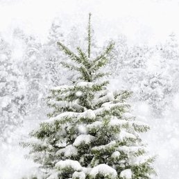 Mahmadali, �������, 46 ���