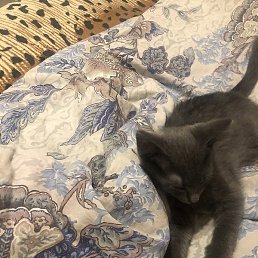 Syio, ����, 44 ����