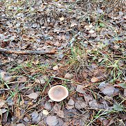 ����� �����, 59 ���, ��������