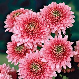 ������, ������, 44 ����