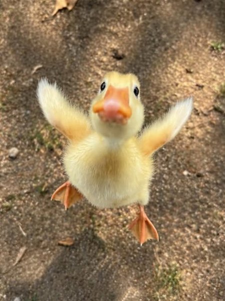 ����� ������� - 2