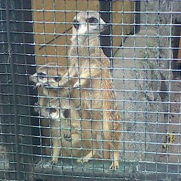 ����, �����-���������, 38 ���