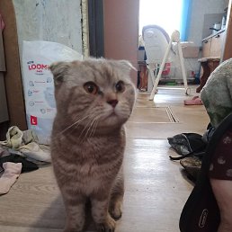 ����, ������, 38 ���