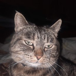 ����, �����������, 35 ���