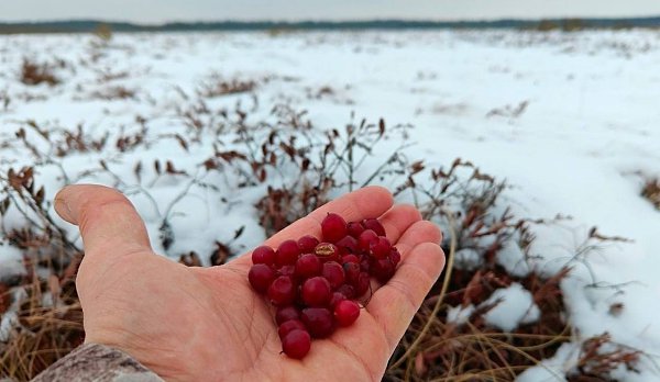 Клюква появилась на болотах во Всеволожском районе