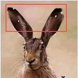 ����, ������, 59 ���