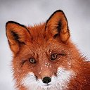 ���� Genja, ������, 23 ���� - ��������� 5 �������� 2025