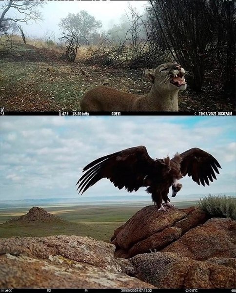 Я обожаю смотреть кадры с фотоловушек. Посмотрите со мной, пожалуйста, они классные! - 4