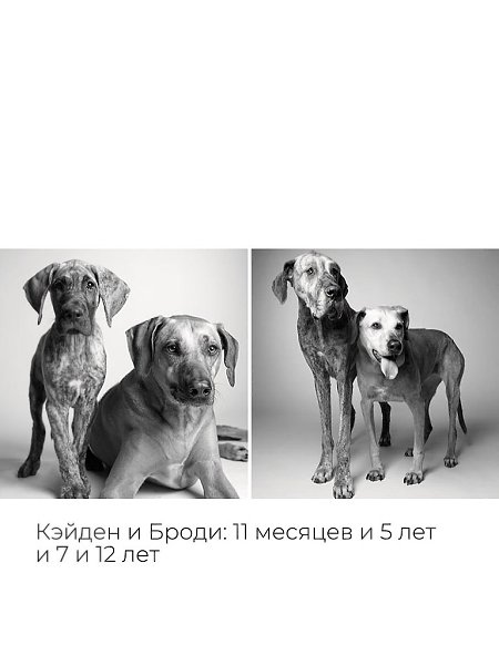 «Собачьи годы» — проект фотографа Аманды Джонс. Она снимает собак больше 27 лет, чтобы показать, как ... - 6