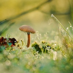 ��������, ���������, 41 ���