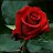 ���� Nenad, �����������, 55 ��� - ��������� 21 ��� 2026