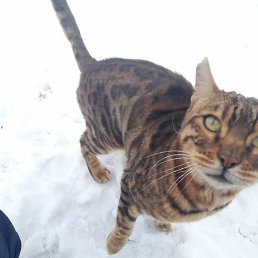 Tv, �����������, 18 ���