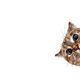 ���� Oops Sorry, ������, 36 ��� - ��������� 15 ������ 2026