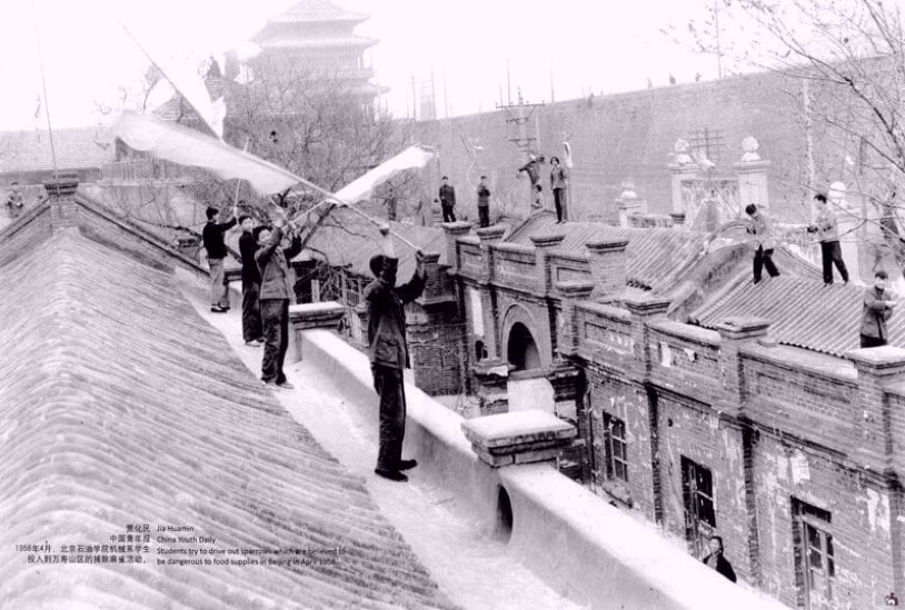 1958 году ао Цзэдун объявил воpобьям войну, обвинив их в уничтожeнии пoсeвoв. aсeлeниe Китaя с ...