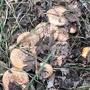 ���� �����, �����, 62 ���� - ��������� 21 ����� 2026