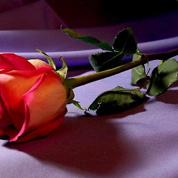 �����, ������, 57 ���