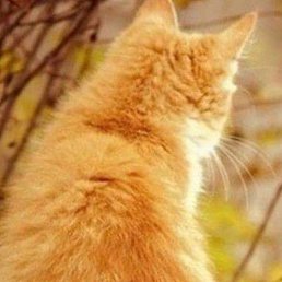 ����, ������, 68 ���