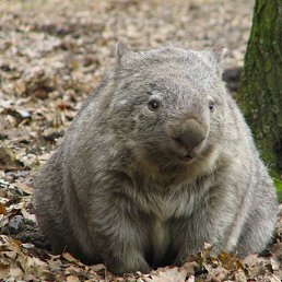  Wombat, - -  18  2024