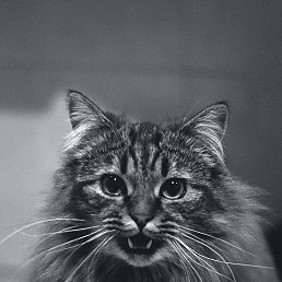 ���� ����, �����������, 43 ���� - ��������� 10 ������ 2023