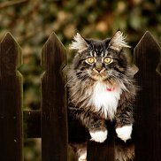 Vladimir, 37 ���, �����������