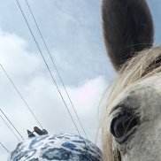 �������, 46 ���, ����