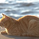 ����������� ����� �� ������� ���� ����������