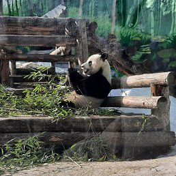 ����, �������